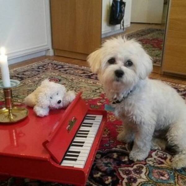 Hund - Maltesern Arne