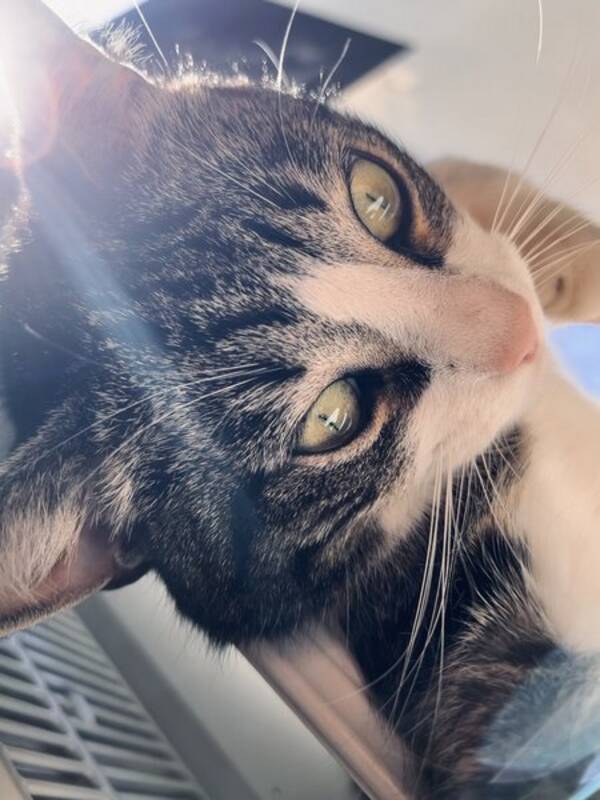 Katt