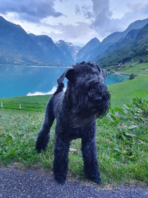 Hund - Kerri blue terjer