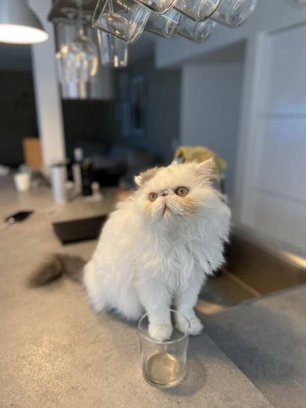 Katt - Katten Crosby  Katt - Katten Crosby