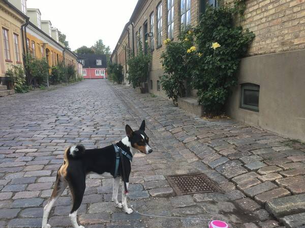 Hund