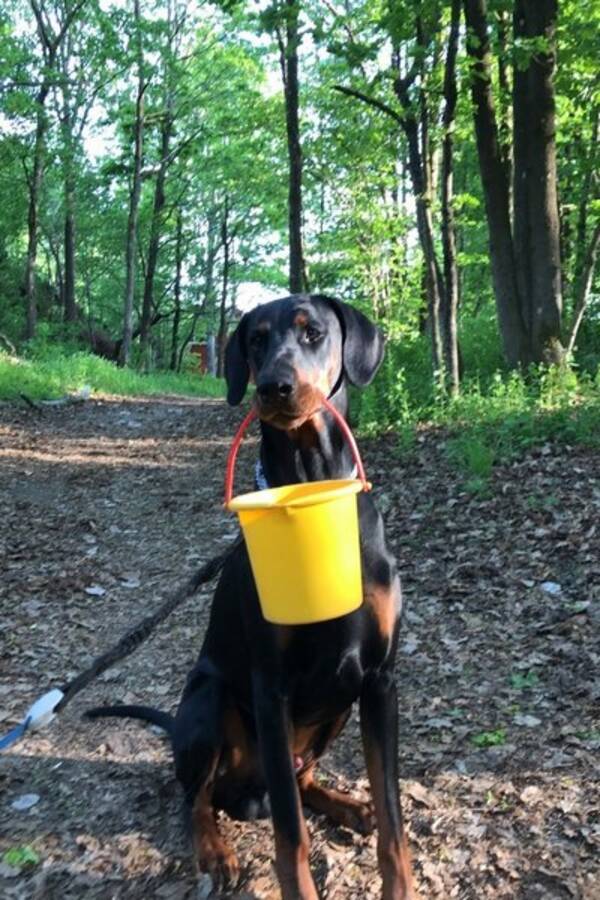 Hund - Diezel - Dobermann