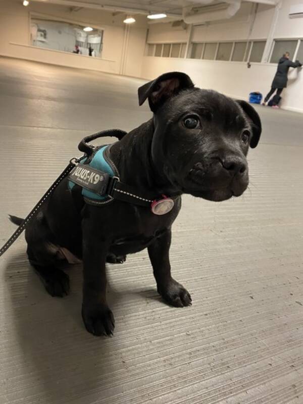 Hund - Staffordshire bullterrier 