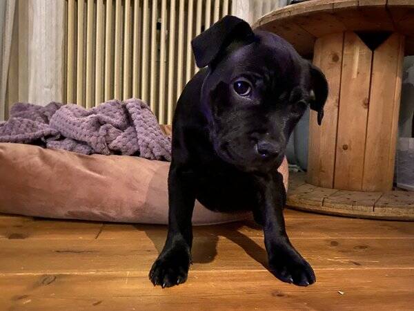 Hund - Staffordshire bullterrier 