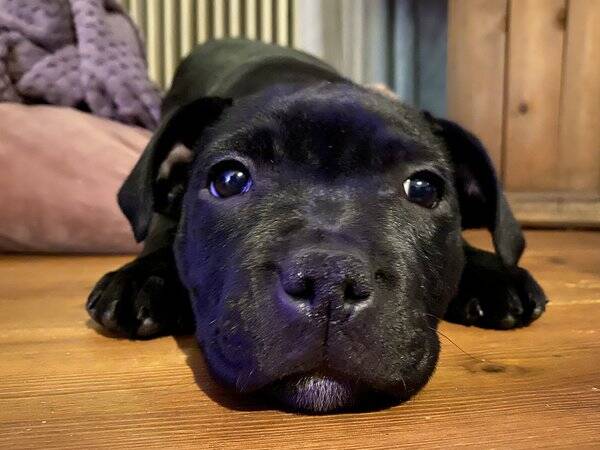 Hund - Staffordshire bullterrier 