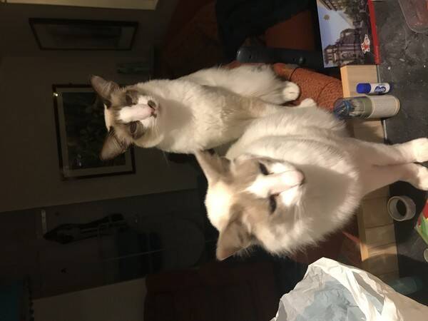 Katt - Snövit och Simba