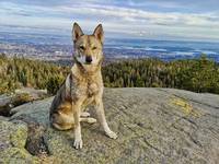 Ronja Tamaskan Ronja Tamaskan