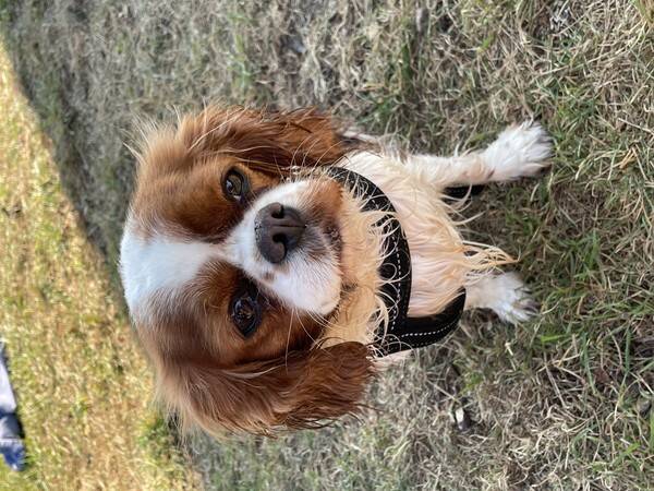 Hund - Prillan minnie