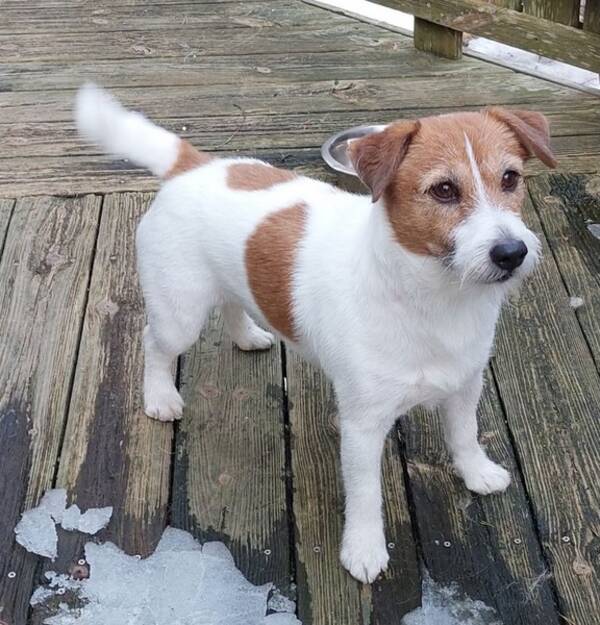 Hund - Jack Russel 
