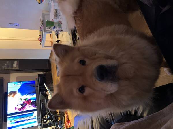Hund - Chow chow nala