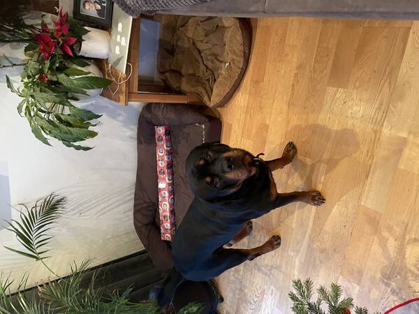 Hund - Rottweilern Rommel