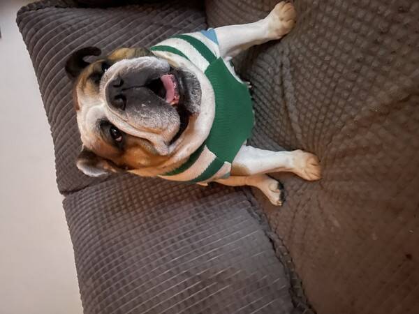Hund - Bulldoggen Bullen