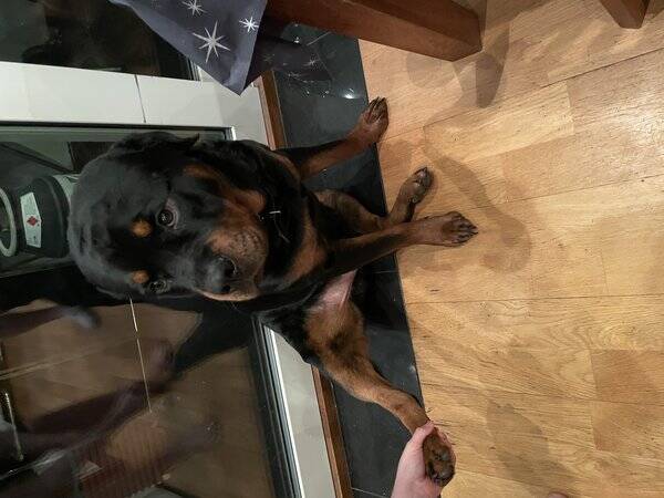 Hund - Rottweilern Rommel
