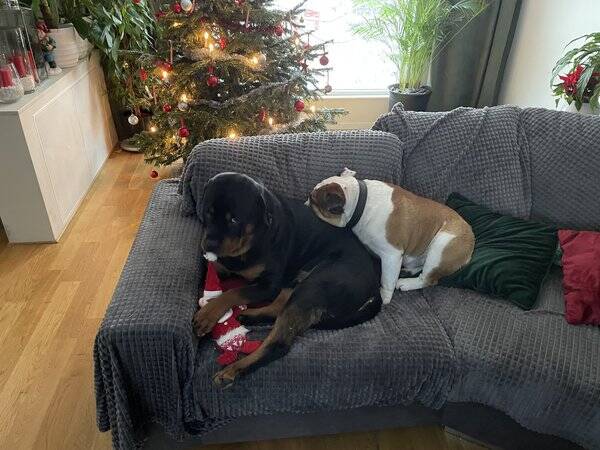Hund - Bulldoggen Bullen