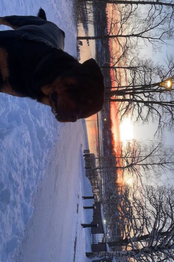 Hund - Rottweilern Rommel