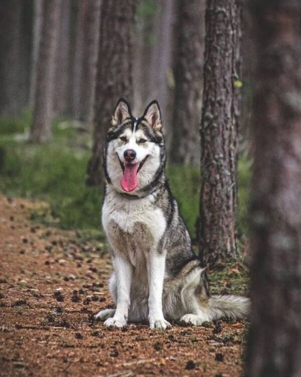 Hund - Meya Alaskan Malamute