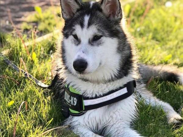 Hund - Meya Alaskan Malamute