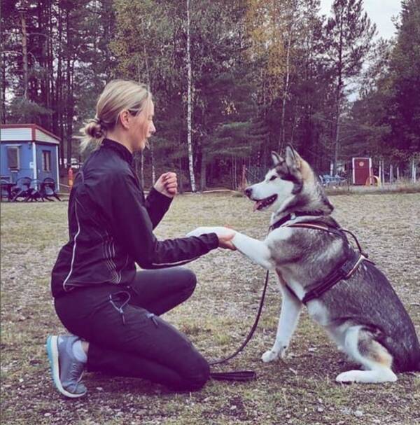 Hund - Meya Alaskan Malamute