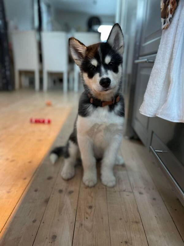 Hund - Akke Alaskan Malamute