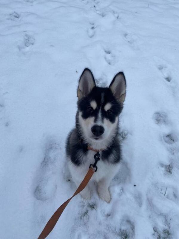 Hund - Akke Alaskan Malamute