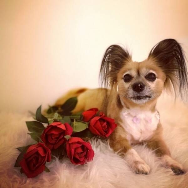 Hund - Blandrad