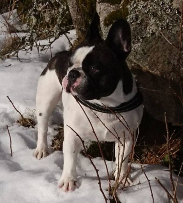 Hund