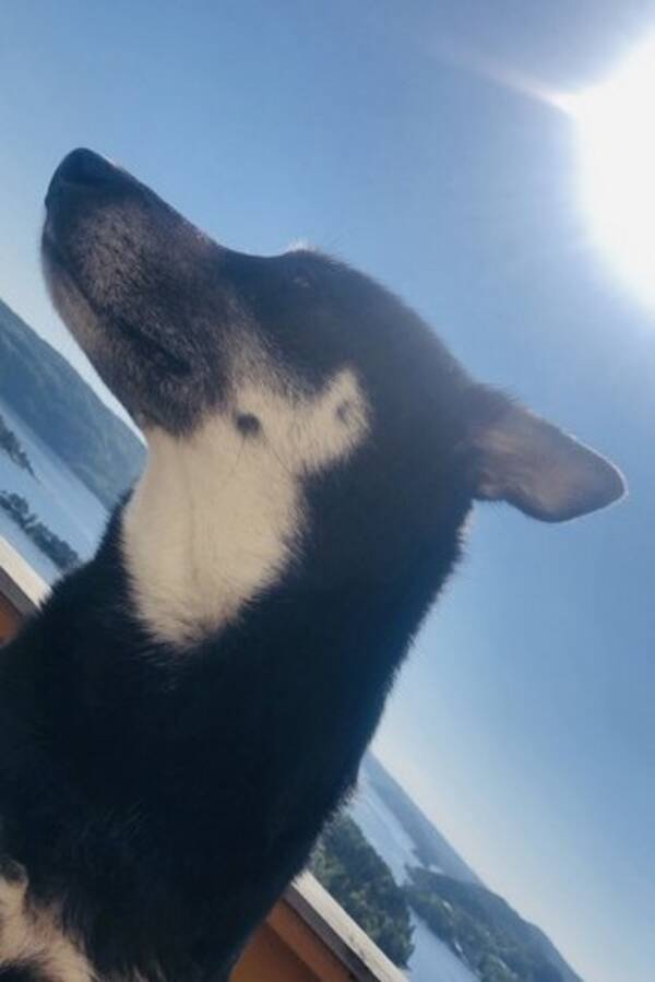 Hund - Husky Freya