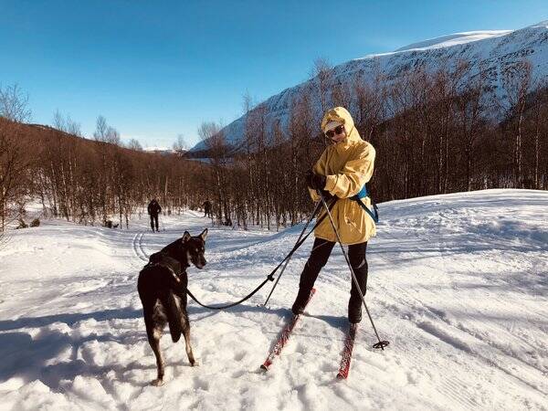 Hund - Husky Freya Hund - Husky Freya