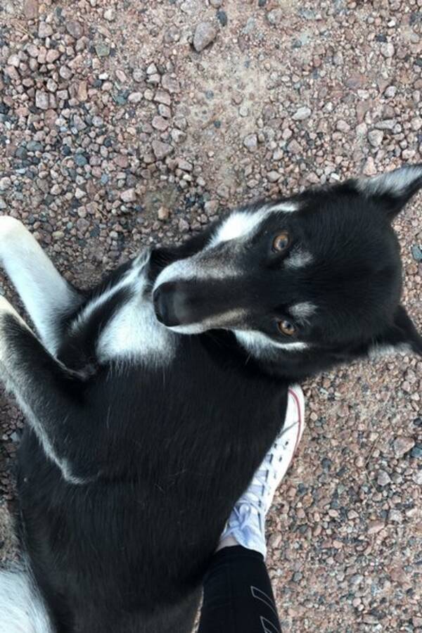 Hund - Husky Freya