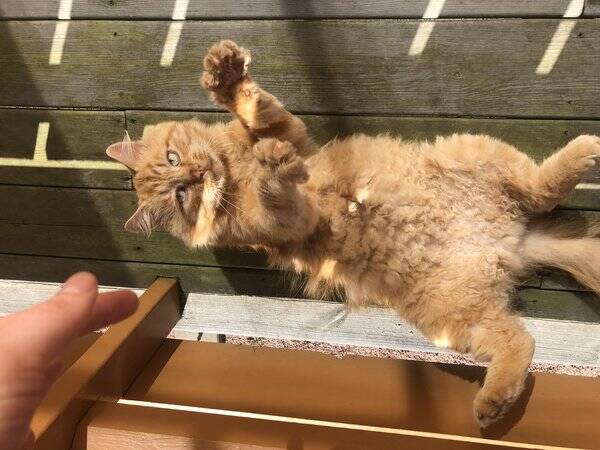 Katt - Hannkatt Leo (Pusur) Katt - Hannkatt Leo (Pusur)