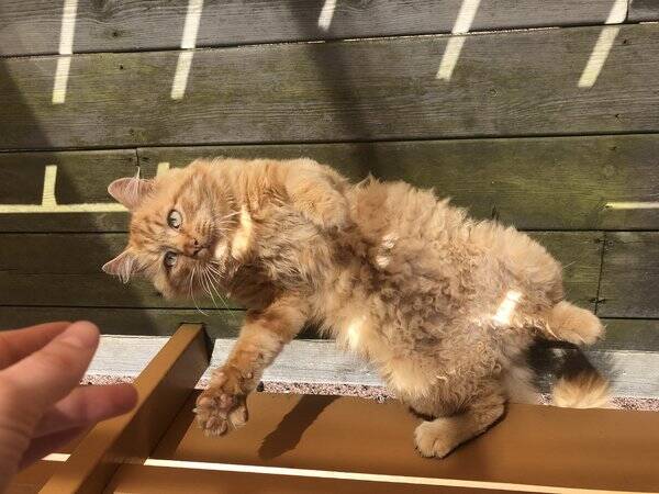 Katt - Hannkatt Leo (Pusur) Katt - Hannkatt Leo (Pusur)