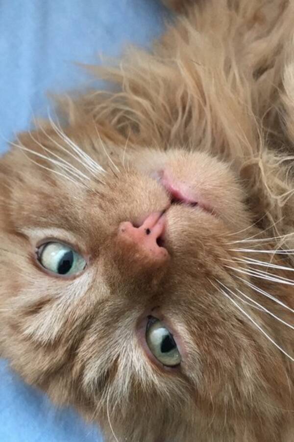 Katt - Hannkatt Leo (Pusur) Katt - Hannkatt Leo (Pusur)