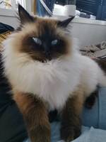 Neva Masquerade, Lucifer Neva Masquerade, Lucifer