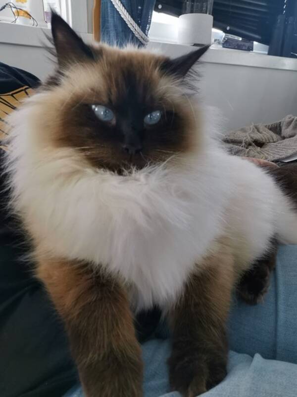 Katt - Neva Masquerade, Lucifer