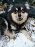 Finsk Lapphund, Naali Finsk Lapphund, Naali