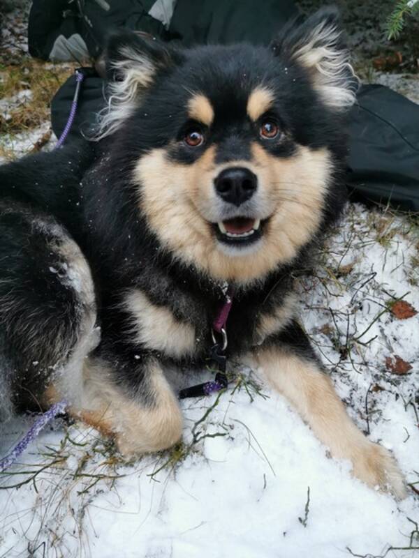 Hund - Finsk Lapphund, Naali