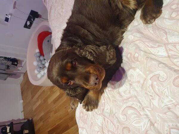 Hund - Cocker Spaniel Figaro