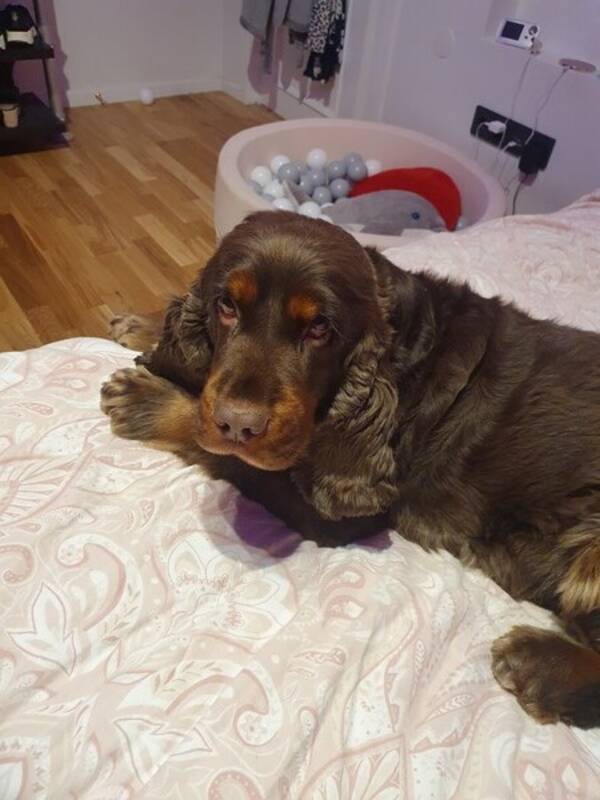 Hund - Cocker Spaniel Figaro