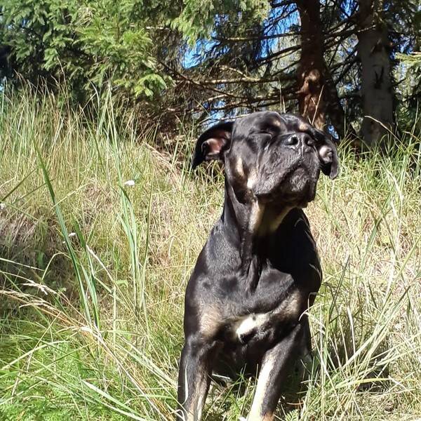 Hund - Alano Espanyol.  Stella skn rolig lydig