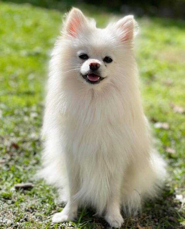 Hund - Lilly - pomeranian