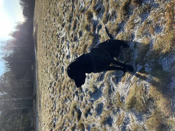 Hund - Superfin Jaktlabbe 