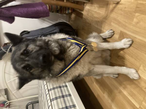 Hund - Grhund - Rambo