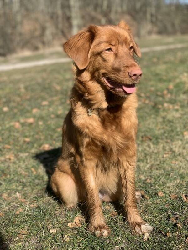 Hund - Tolleren Tikka 