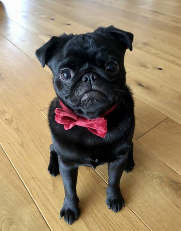 Hund - Mopsen Leif
