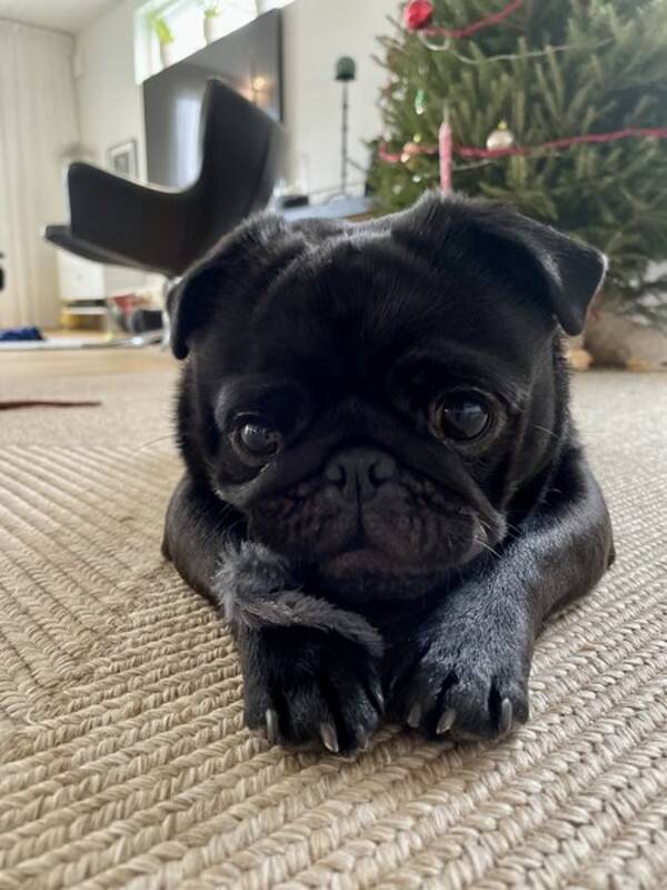 Hund - Mopsen Leif