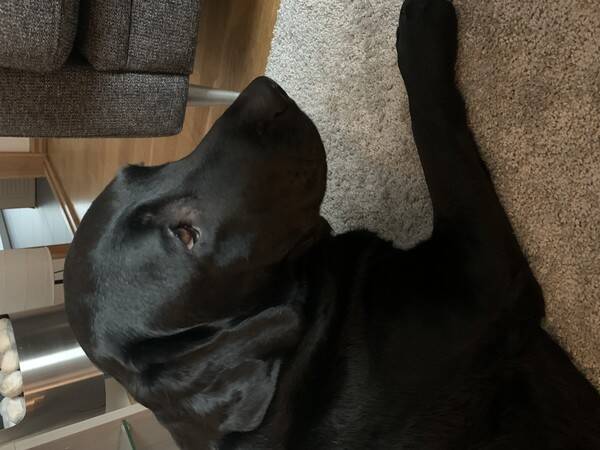 Hund