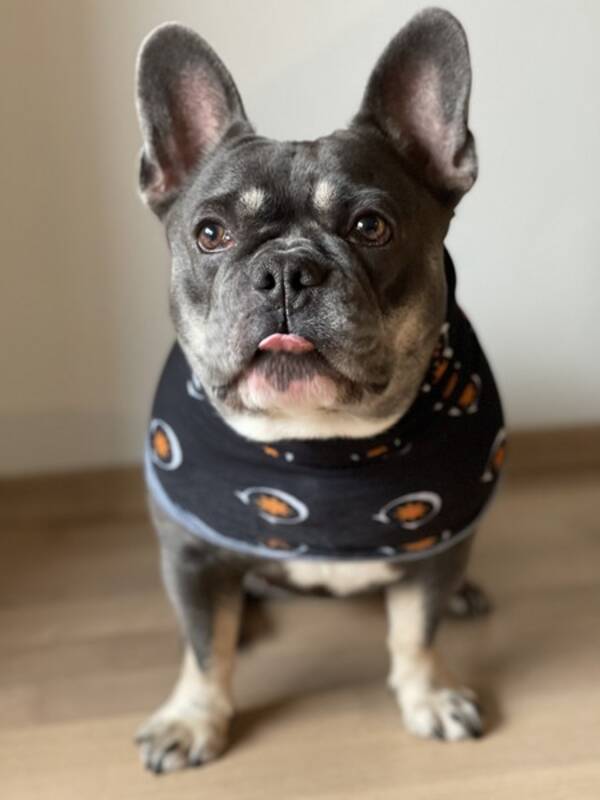 Hund - Frenchie