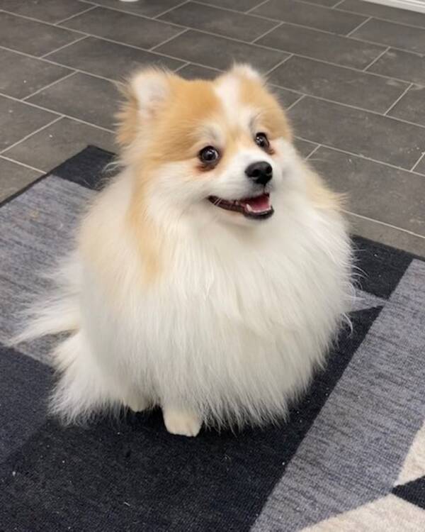 Hund - Pomeranian Rex