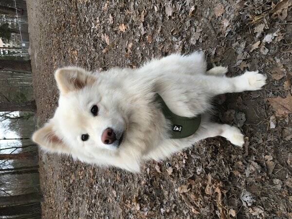 Hund - Leija Lapphund