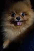 Pomeranian  Pomeranian